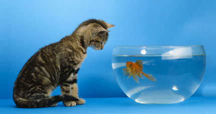 Cat and fish staring at each other.